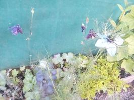 fruhling2025_Garten_IMG_20250530_174542
