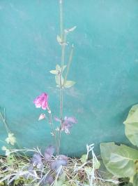 fruhling2025_Garten_IMG_20250530_174558