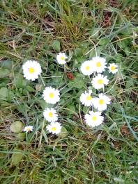 fruhling2025_Garten_IMG_20250530_174611