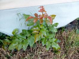 fruhling2025_Garten_IMG_20250530_174619