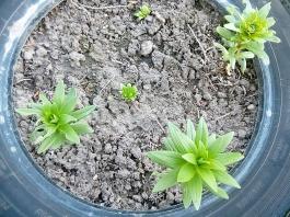 fruhling2025_Garten_IMG_20250530_174629