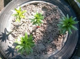 fruhling2025_Garten_IMG_20250530_174642