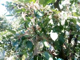 fruhling2025_Garten_IMG_20250530_175112