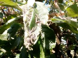 fruhling2025_Garten_IMG_20250530_175119