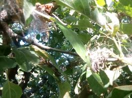 fruhling2025_Garten_IMG_20250530_175125