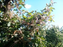 fruhling2025_Garten_IMG_20250530_175138