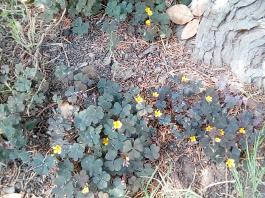 fruhling2025_Garten_IMG_20250531_132706