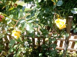 fruhling2025_Garten_IMG_20250531_132720