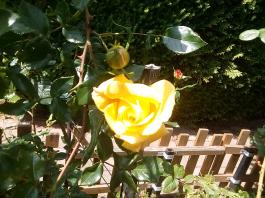 fruhling2025_Garten_IMG_20250531_132726