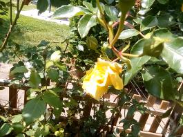 fruhling2025_Garten_IMG_20250531_132729