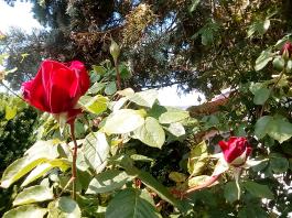 fruhling2025_Garten_IMG_20250531_132735