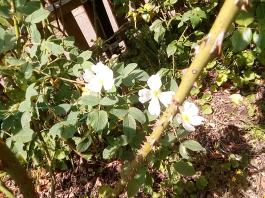 fruhling2025_Garten_IMG_20250531_132746