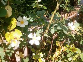 fruhling2025_Garten_IMG_20250531_132752