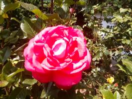 fruhling2025_Garten_IMG_20250531_132757