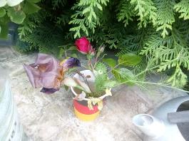 fruhling2025_Garten_IMG_20250531_132811