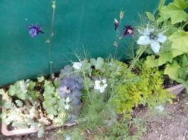 fruhling2025_Garten_IMG_20250531_132931