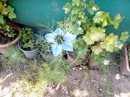 fruhling2025_Garten_IMG_20250531_132935