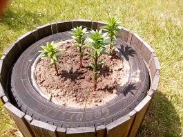 fruhling2025_Garten_IMG_20250531_133005