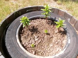 fruhling2025_Garten_IMG_20250531_133015