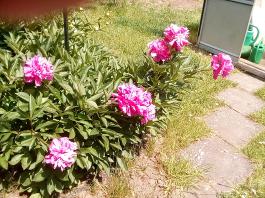 fruhling2025_Garten_IMG_20250531_133040