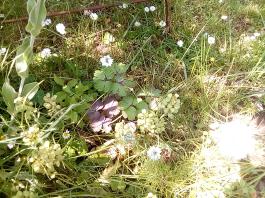 fruhling2025_Garten_IMG_20250531_133051