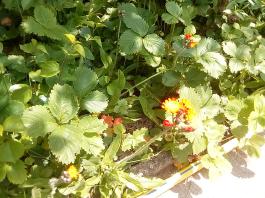 fruhling2025_Garten_IMG_20250531_133104