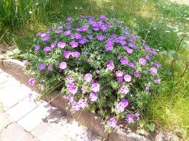 fruhling2025_Garten_IMG_20250531_133109
