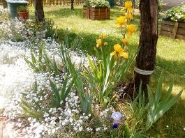fruhling2025_Garten_IMG_20250531_133117