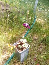 fruhling2025_Garten_IMG_20250531_133157