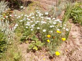 fruhling2025_Garten_IMG_20250531_133205