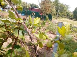 fruhling2025_Garten_IMG_20250531_133223