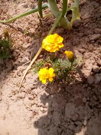 fruhling2025_Garten_IMG_20250531_133235