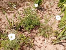 fruhling2025_Garten_IMG_20250531_133300