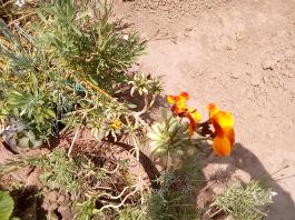 fruhling2025_Garten_IMG_20250531_133316