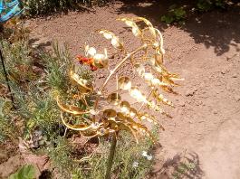 fruhling2025_Garten_IMG_20250531_133322