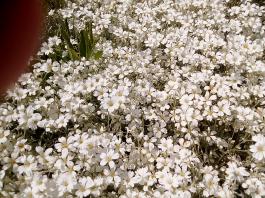 fruhling2025_Garten_IMG_20250531_133405