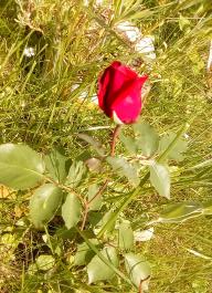fruhling2025_Garten_IMG_20250531_133523