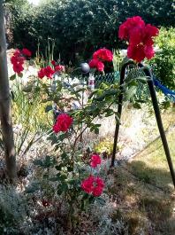 fruhling2025_Garten_IMG_20250617_122959