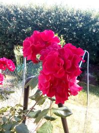 fruhling2025_Garten_IMG_20250617_123019