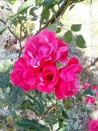 fruhling2025_Garten_IMG_20250617_123038