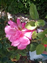 fruhling2025_Garten_IMG_20250617_123054