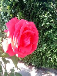 fruhling2025_Garten_IMG_20250617_123107