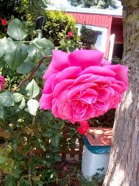 fruhling2025_Garten_IMG_20250617_123123