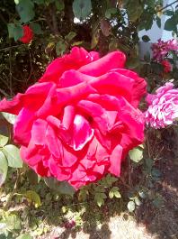 fruhling2025_Garten_IMG_20250617_123140
