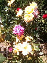 fruhling2025_Garten_IMG_20250617_123152