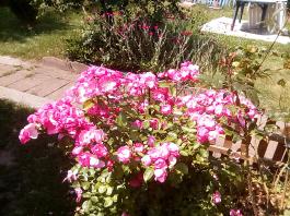 fruhling2025_Garten_IMG_20250617_123204