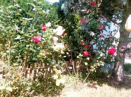 fruhling2025_Garten_IMG_20250617_123218