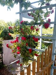 fruhling2025_Garten_IMG_20250617_123307