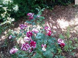 fruhling2025_Garten_IMG_20250617_123321