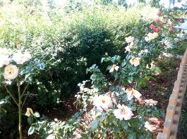 fruhling2025_Garten_IMG_20250617_123342